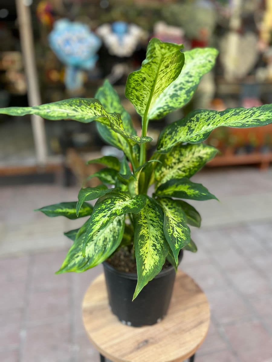 Aglaonema