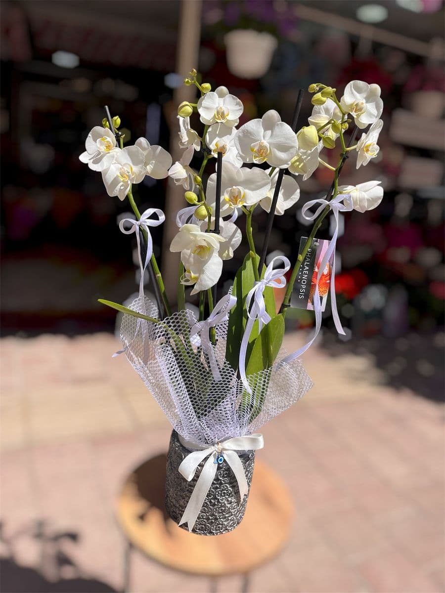 5 Dallı Muhteşem Güzellik  - Küçük Görsel 2