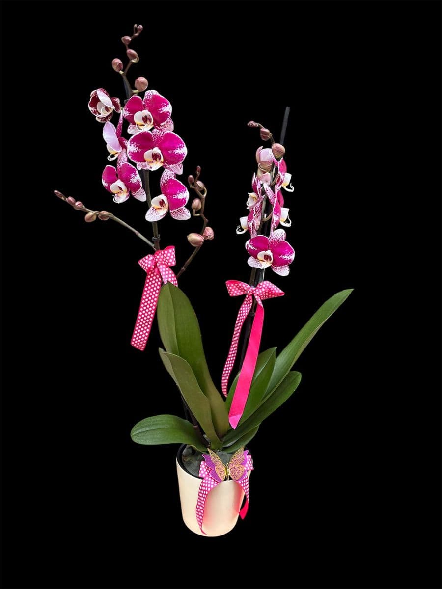 Çift Dallı Çilli Güzellik 