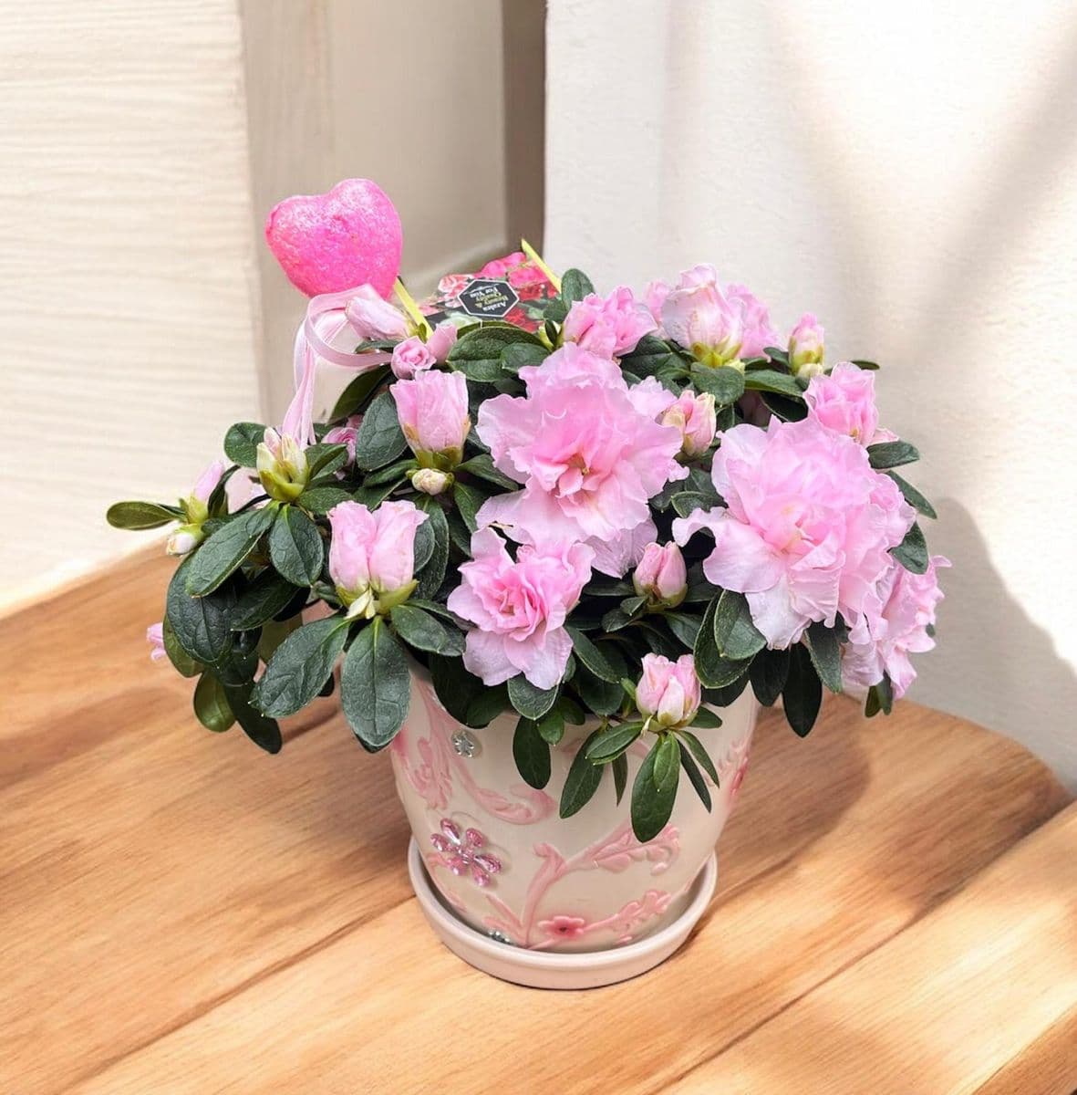 Taşlı Saksıda Açelya - Küçük Görsel 2