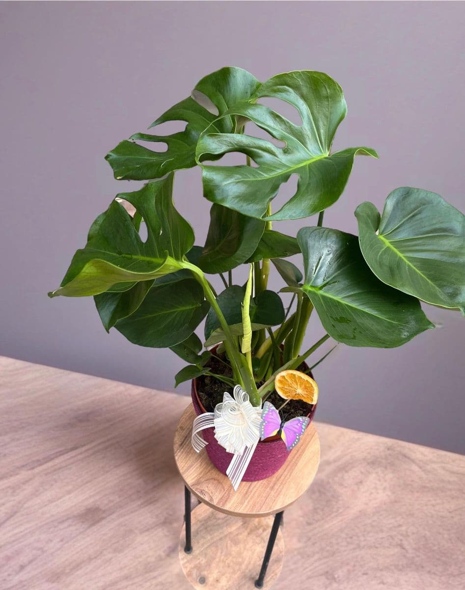 Monstera Güzelliği - Küçük Görsel 2