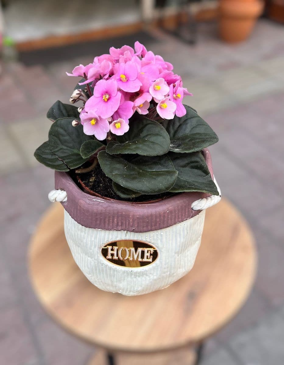  Dekor Saksıda Pembe Menekşe