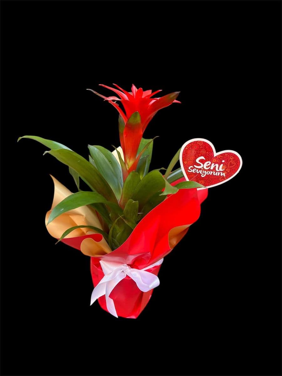 Kırmızı Jelatinde Guzmanıa - Küçük Görsel 2