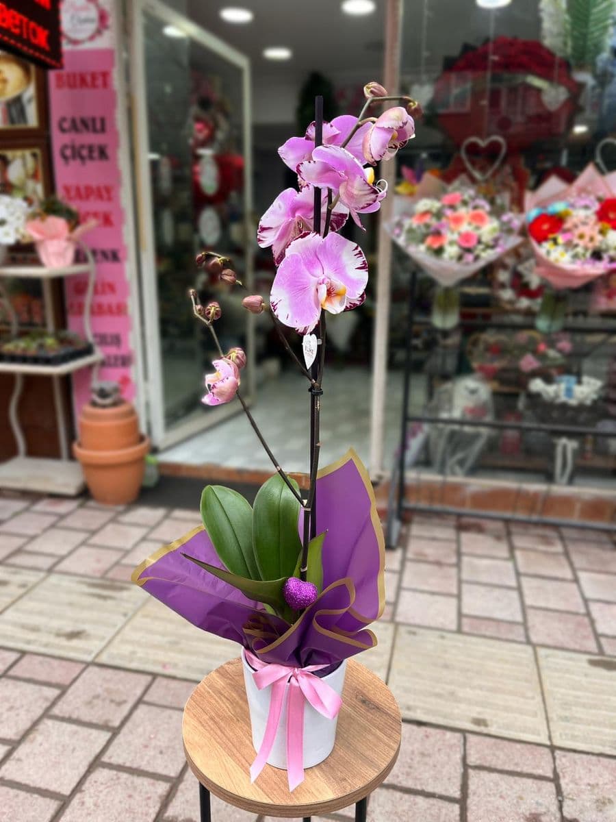 Lavinia Orkide - Görsel 1