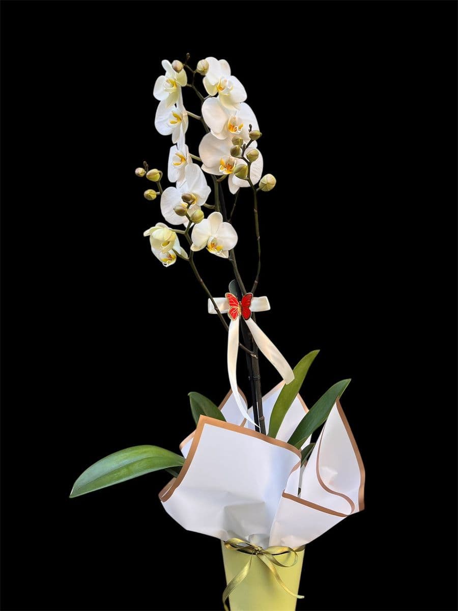 Tek Dallı Orkide - Görsel 1