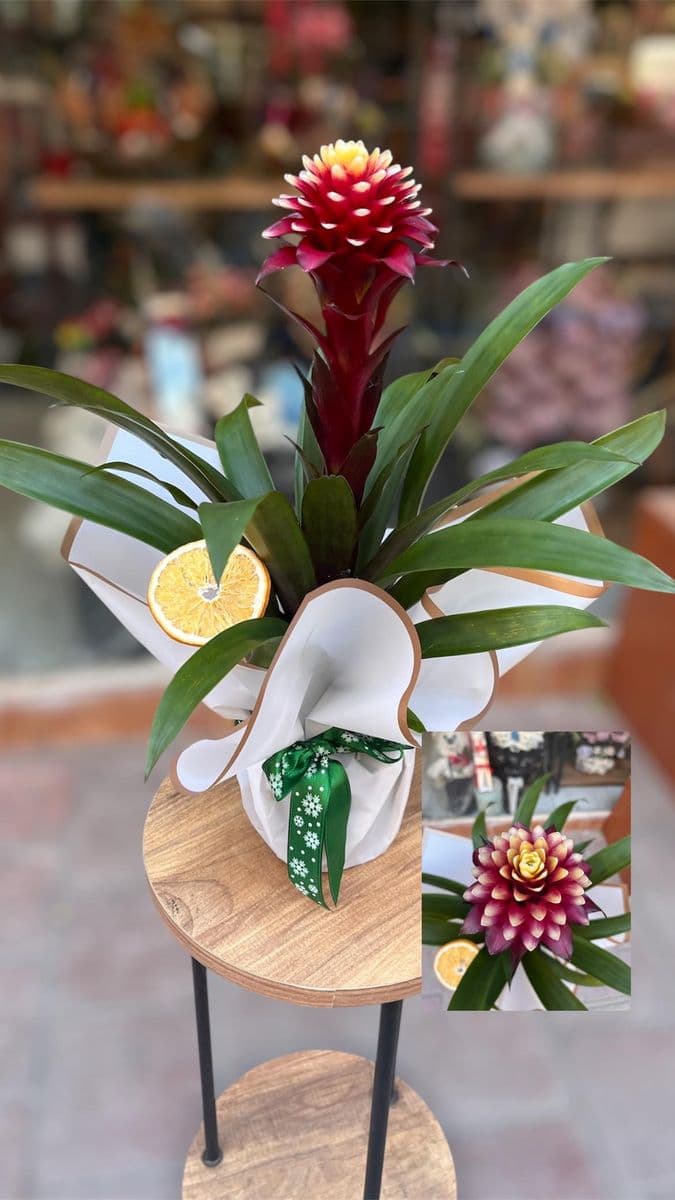 Guzmania Hope Mor - Görsel 1