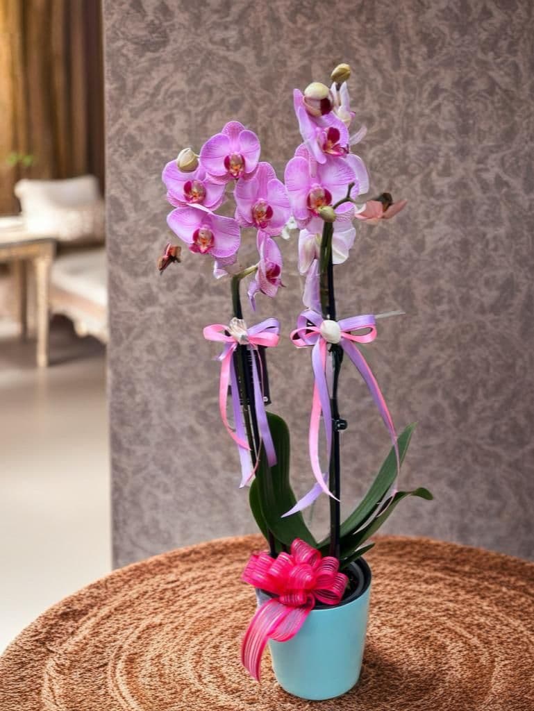 İnci Pembe Orkide - Görsel 1