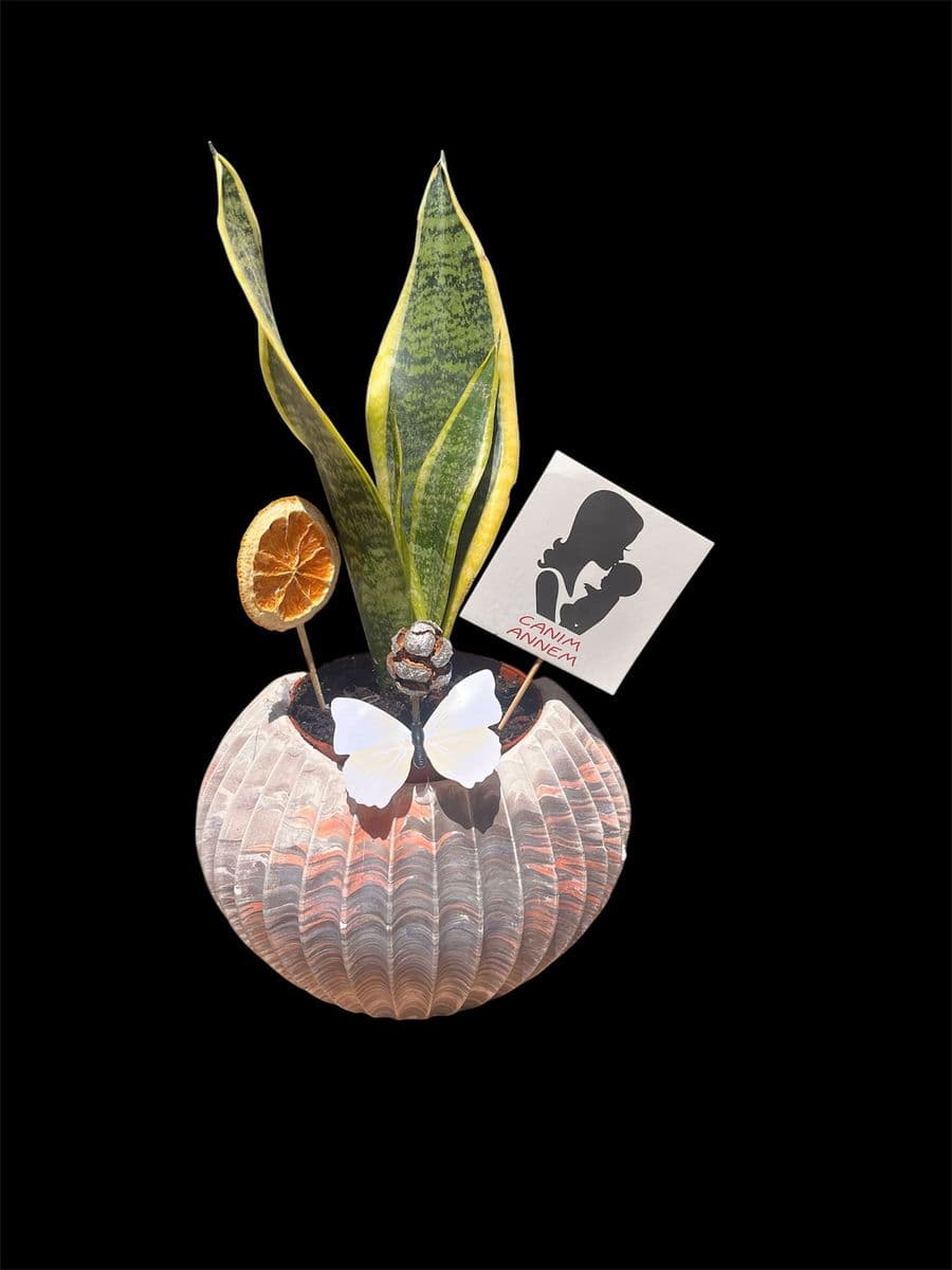 Midye Saksıda Sanseverıa(Kılıç)Çiçeği - Görsel 1