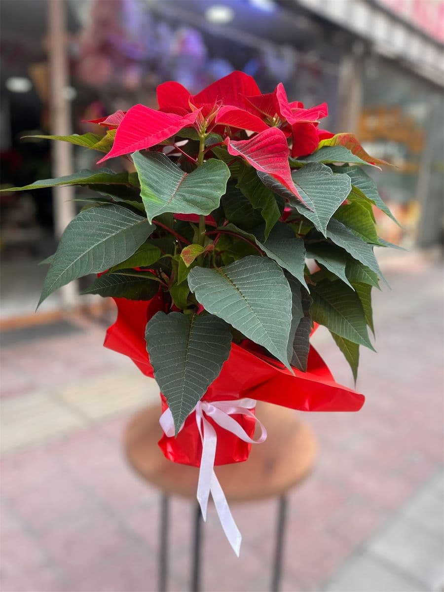 Atatürk Çiçeği Ponsetya