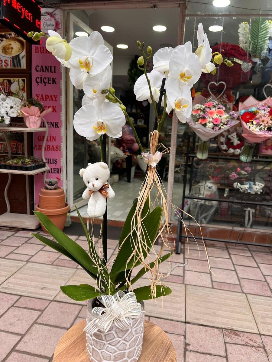 Beyaz Rüya Orkide - Görsel 1