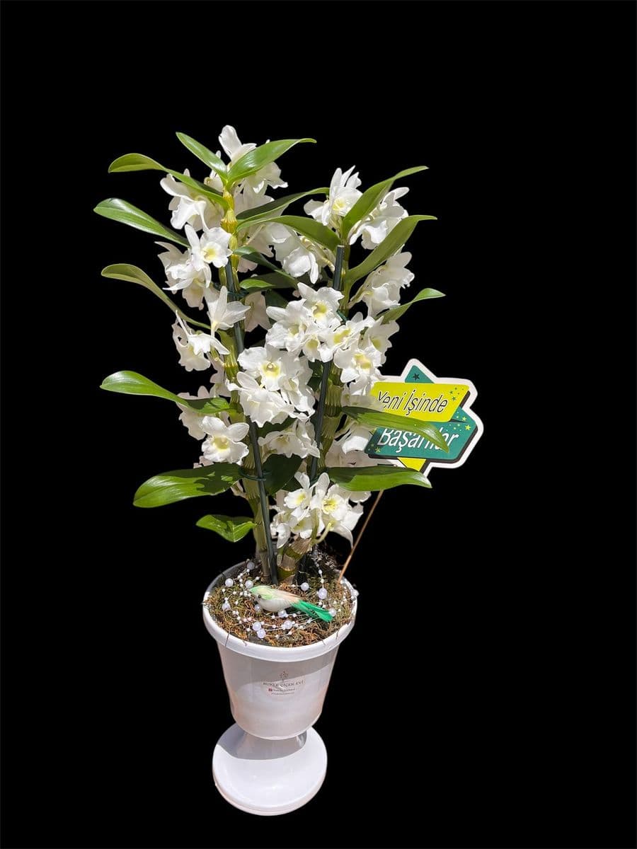 Dekor Saksıda Kokulu Orkide Denderıum - Görsel 1