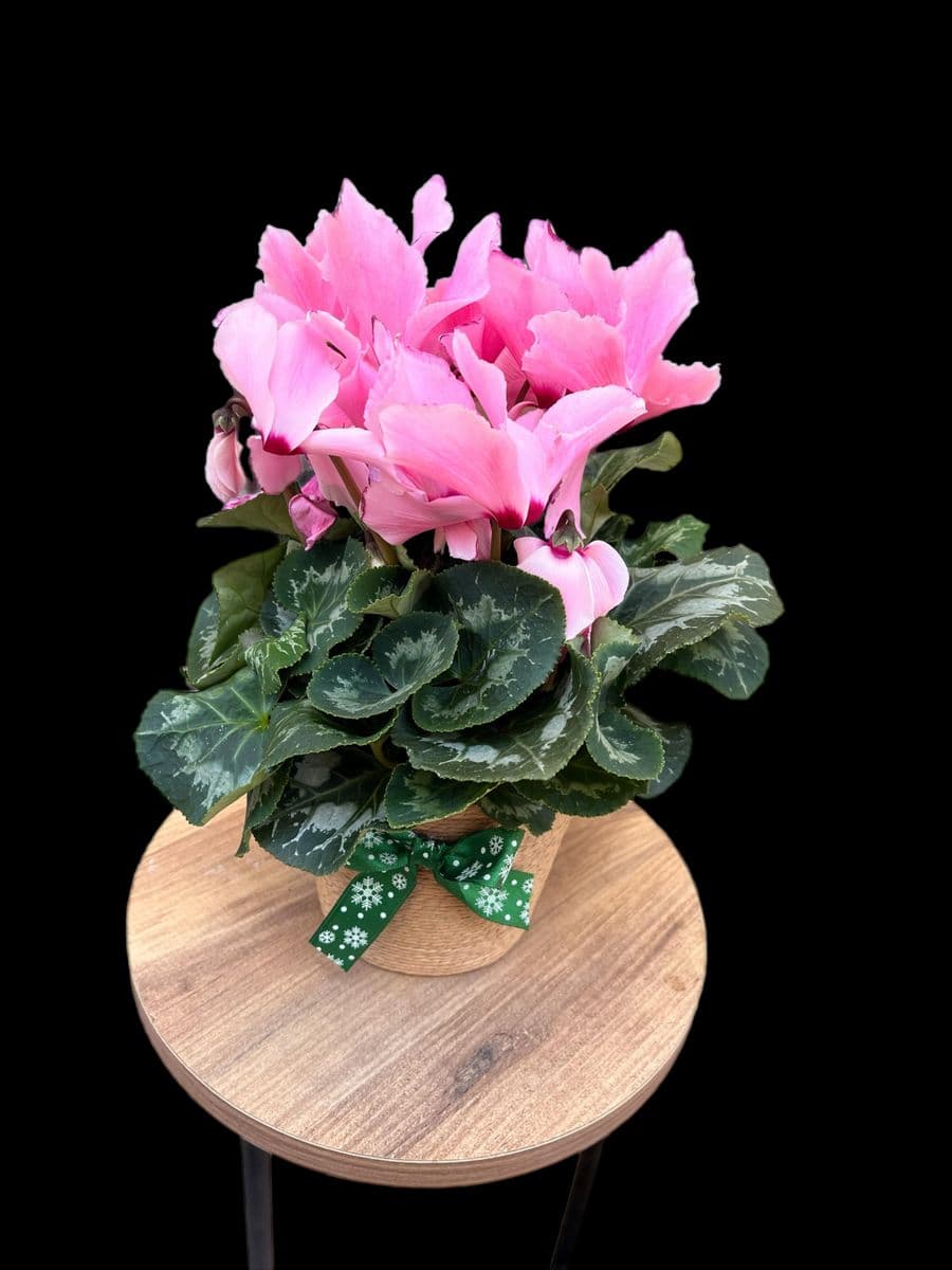 Sıklamen Güzelliği - Görsel 1