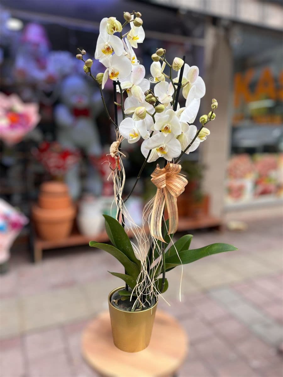 Çift Dallı Beyaz Orkide