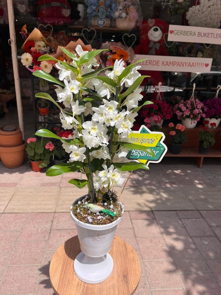 Dekor Saksıda Kokulu Orkide Denderıum - Küçük Görsel 2