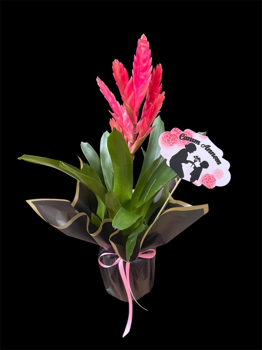 Pembe Viresia - Görsel 1