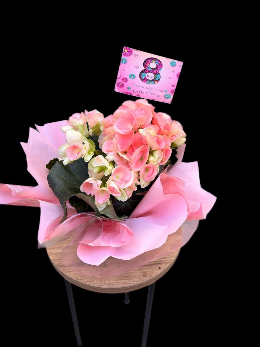 Pembe Begonya Güzelliği - Küçük Görsel 3