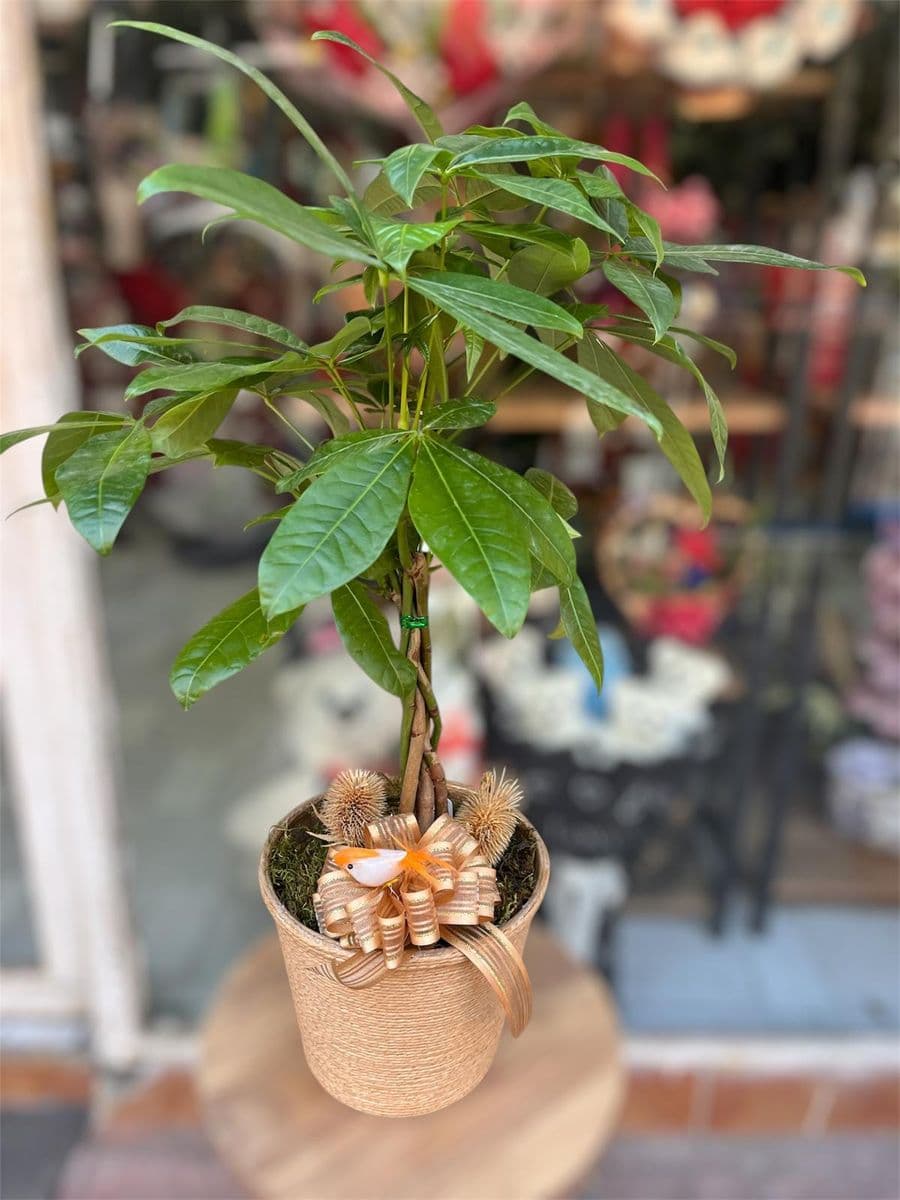 Pachira Para Ağacı  - Küçük Görsel 2