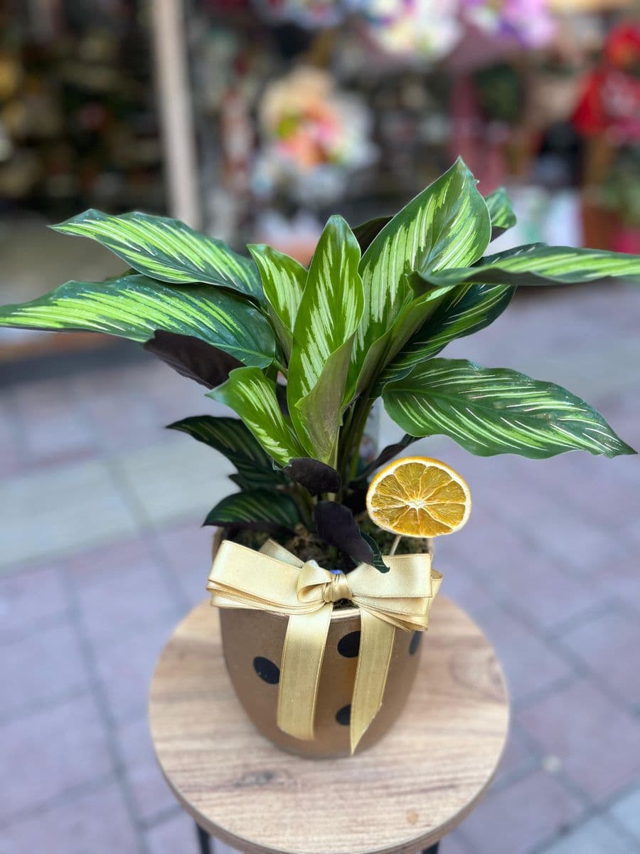 Calethea - Görsel 1