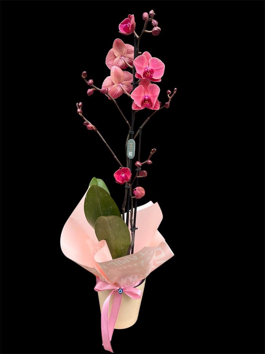 Somon Orkide Zerafeti