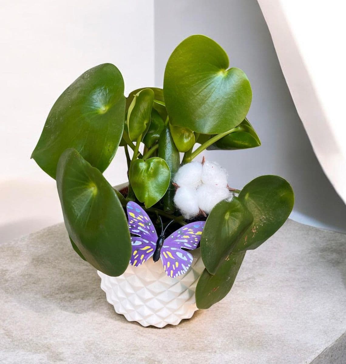 Para Çiçeği - Küçük Görsel 2