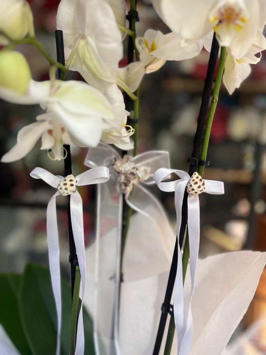 3 Dallı Beyaz Lıke Orkide - Küçük Görsel 2