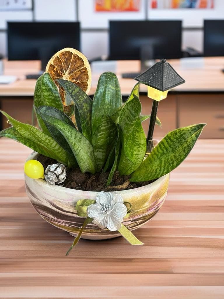 Midye Saksıda Sanseveria - Görsel 1