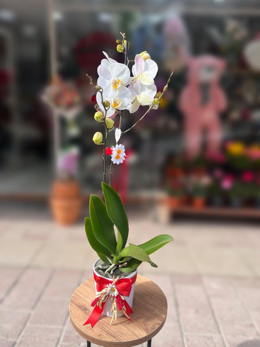 Beyaz Zerafet Like Orkide - Görsel 1