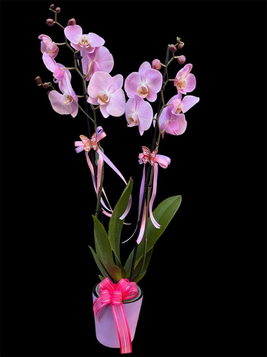 Çift Dallı Pembe Orkide - Görsel 1
