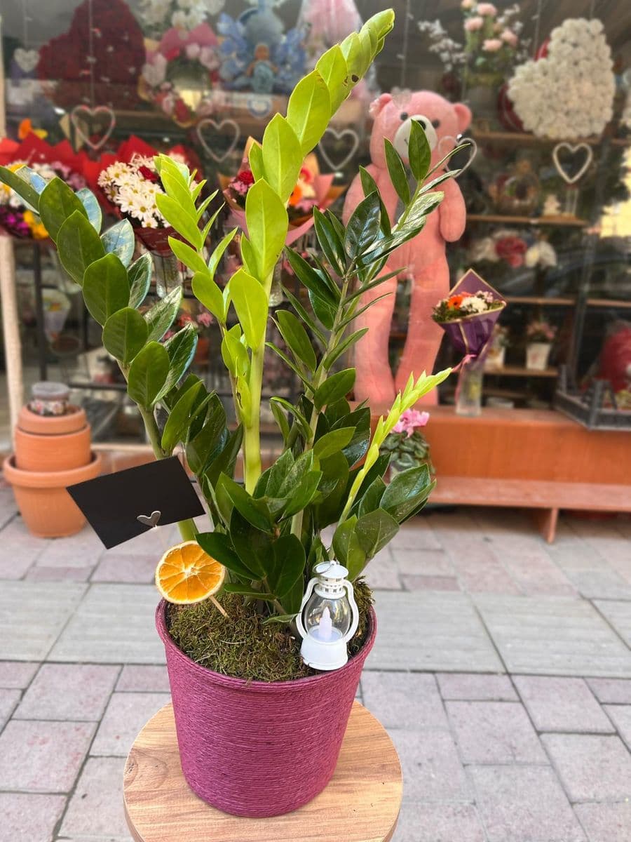 Zamia Asaleti - Görsel 1