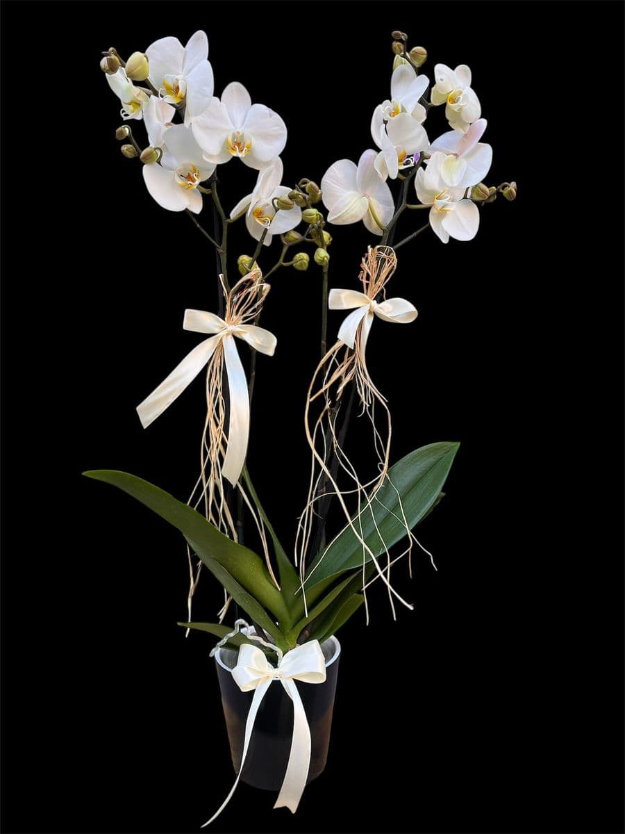 Çift Dallı Lıke Orkide - Görsel 1
