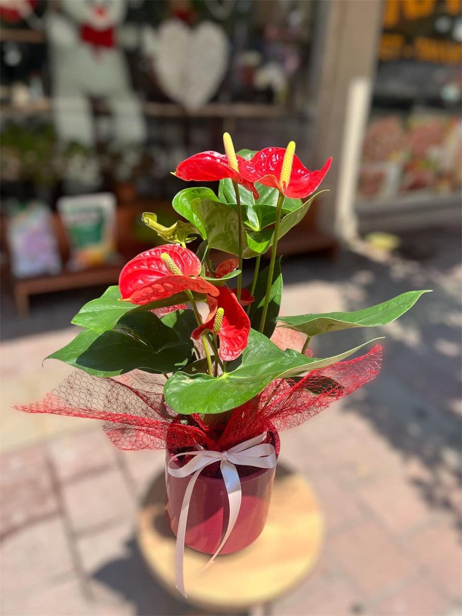 Seramik Saksıda Antoryum - Görsel 1