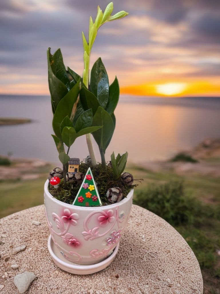 Taşlı Dekor Saksıda Zamia - Küçük Görsel 2