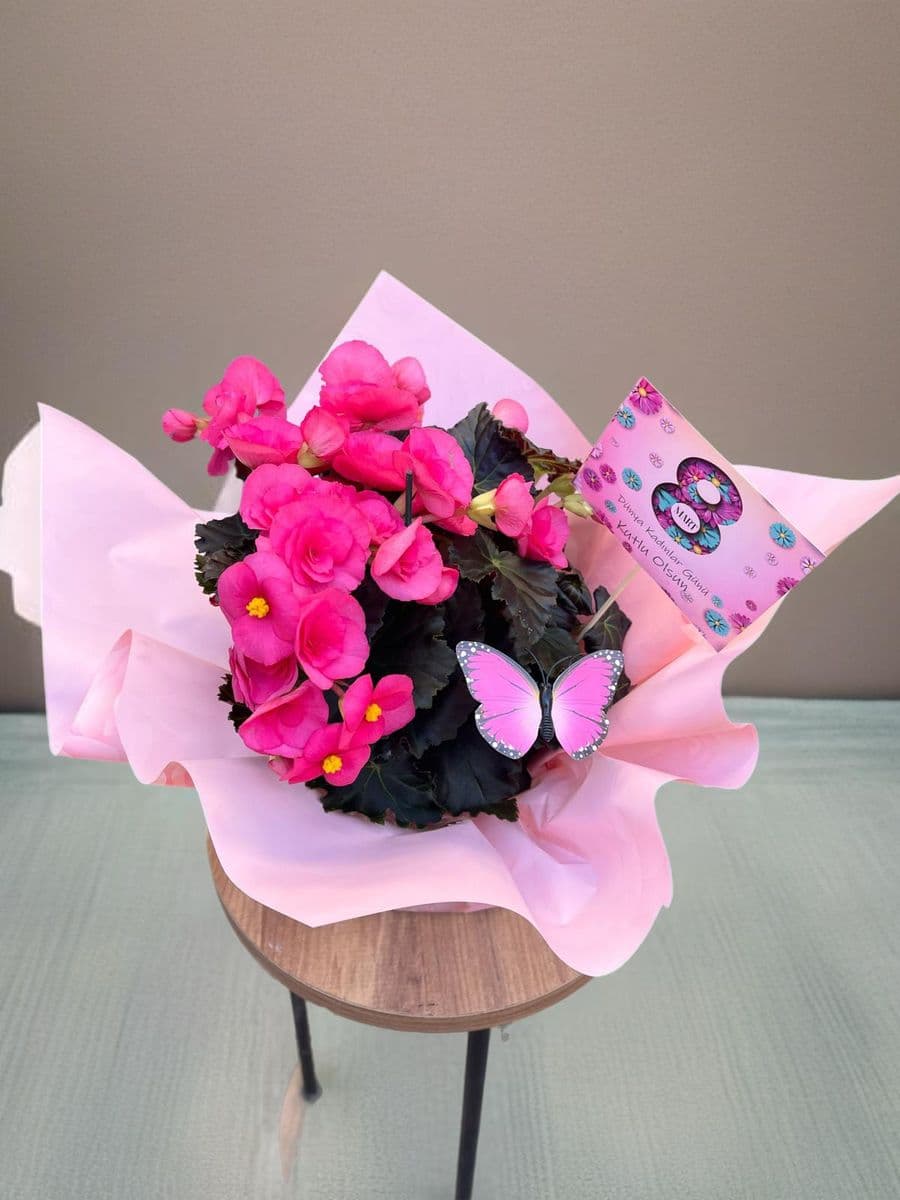 Pembe Begonya Güzelliği - Görsel 1