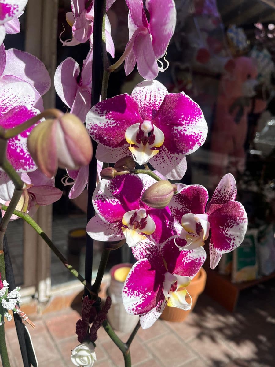 Çilli Orkide Güzelliği - Küçük Görsel 2