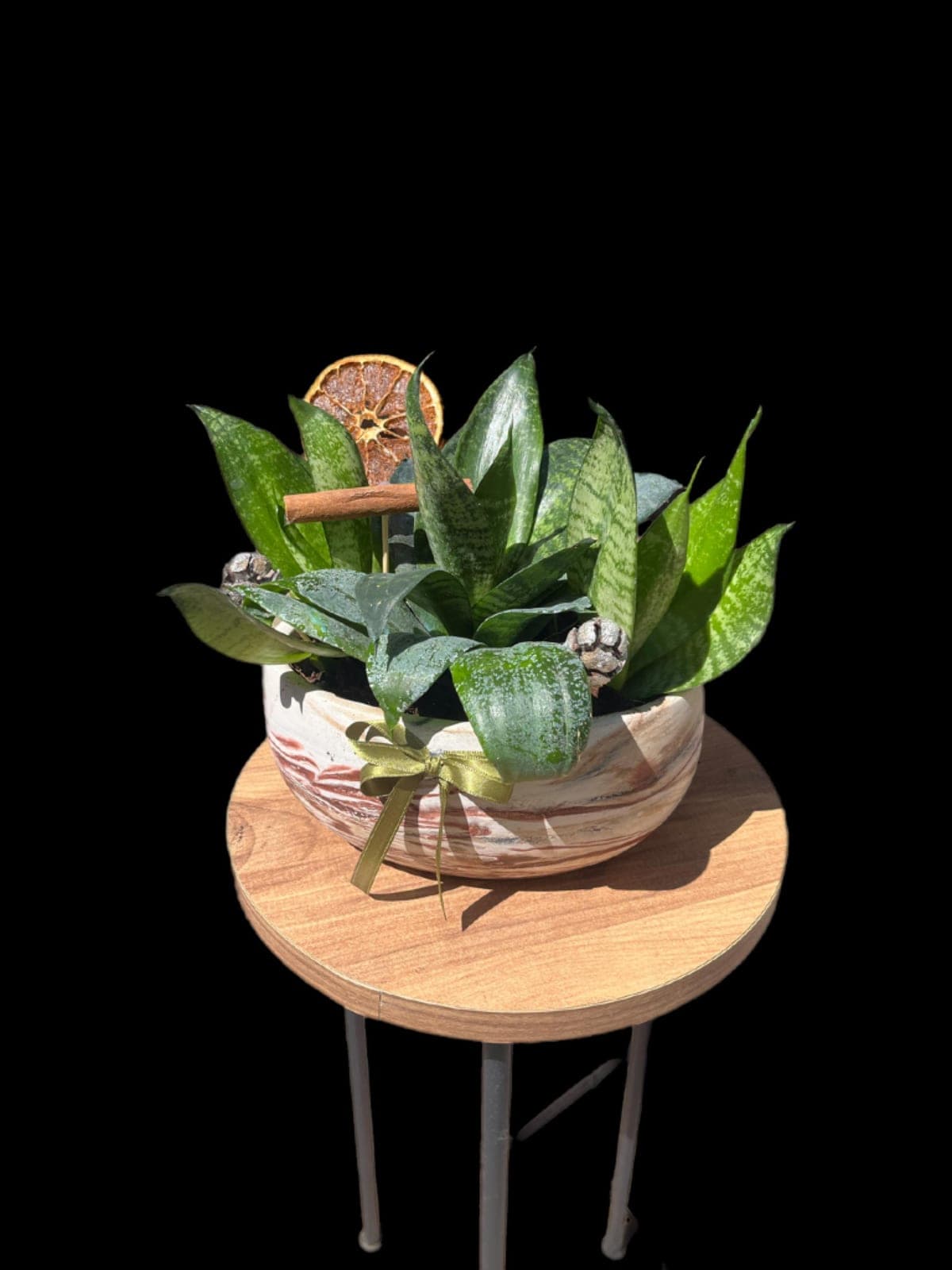 Midye Saksıda Sanseveria - Küçük Görsel 2