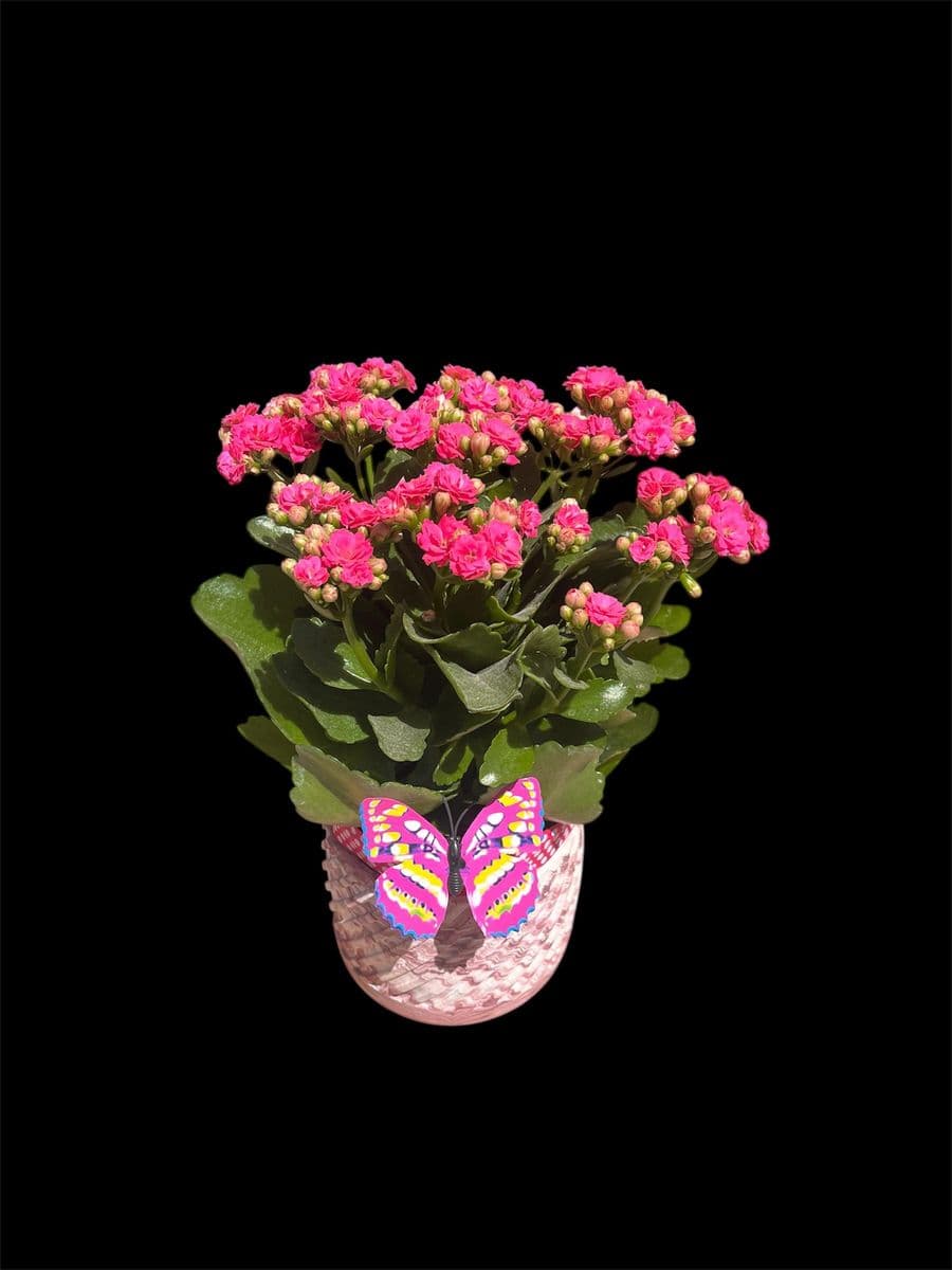 Seramik Saksıda Kalanchoe - Küçük Görsel 2