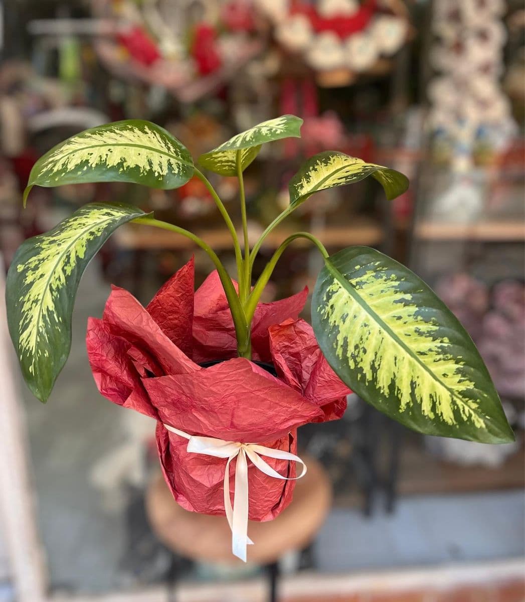 Difenbahya Güzeli - Görsel 1