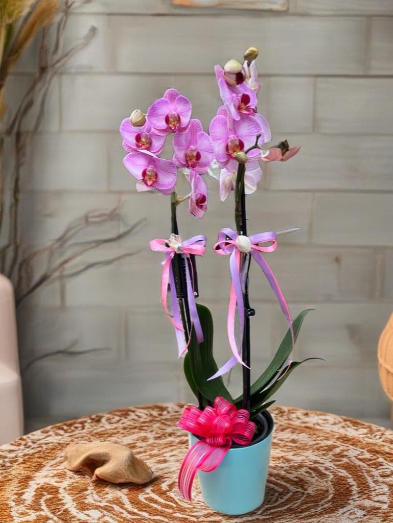 İnci Pembe Orkide - Küçük Görsel 2