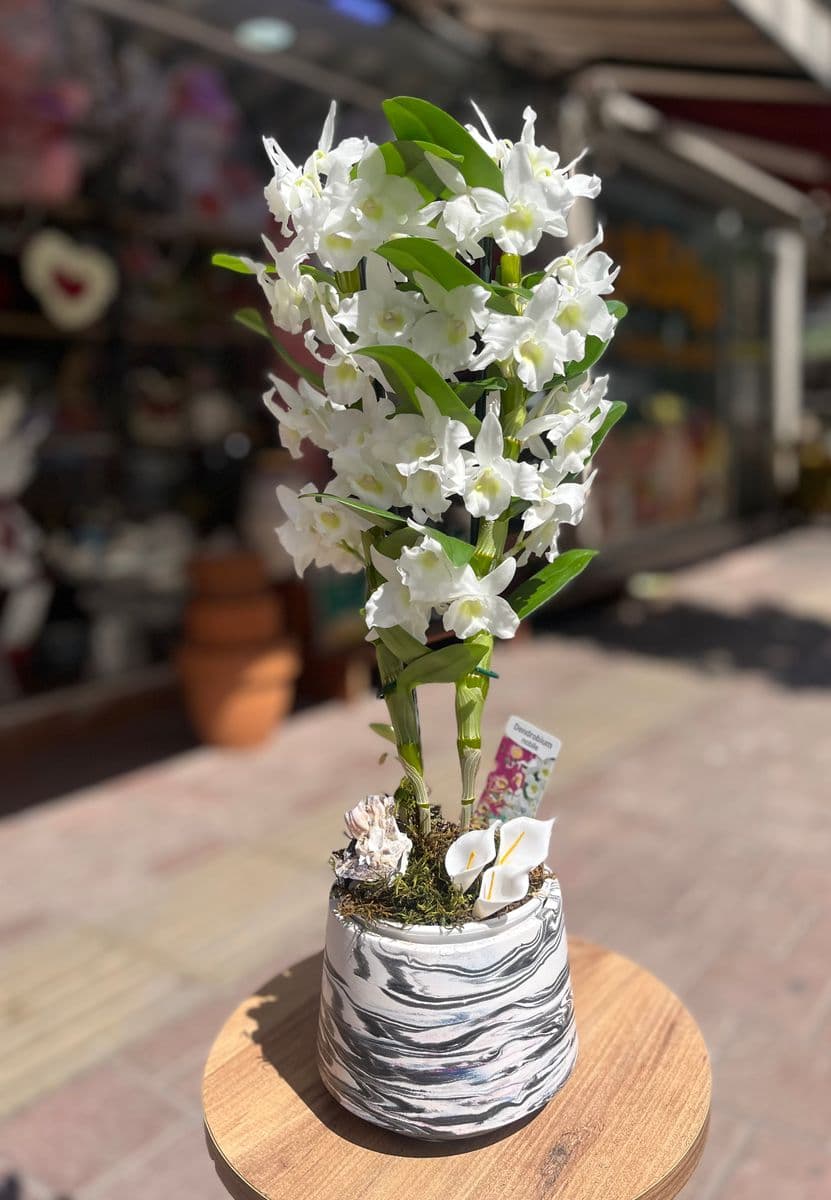 Beyaz Asalet Denderıum - Küçük Görsel 2