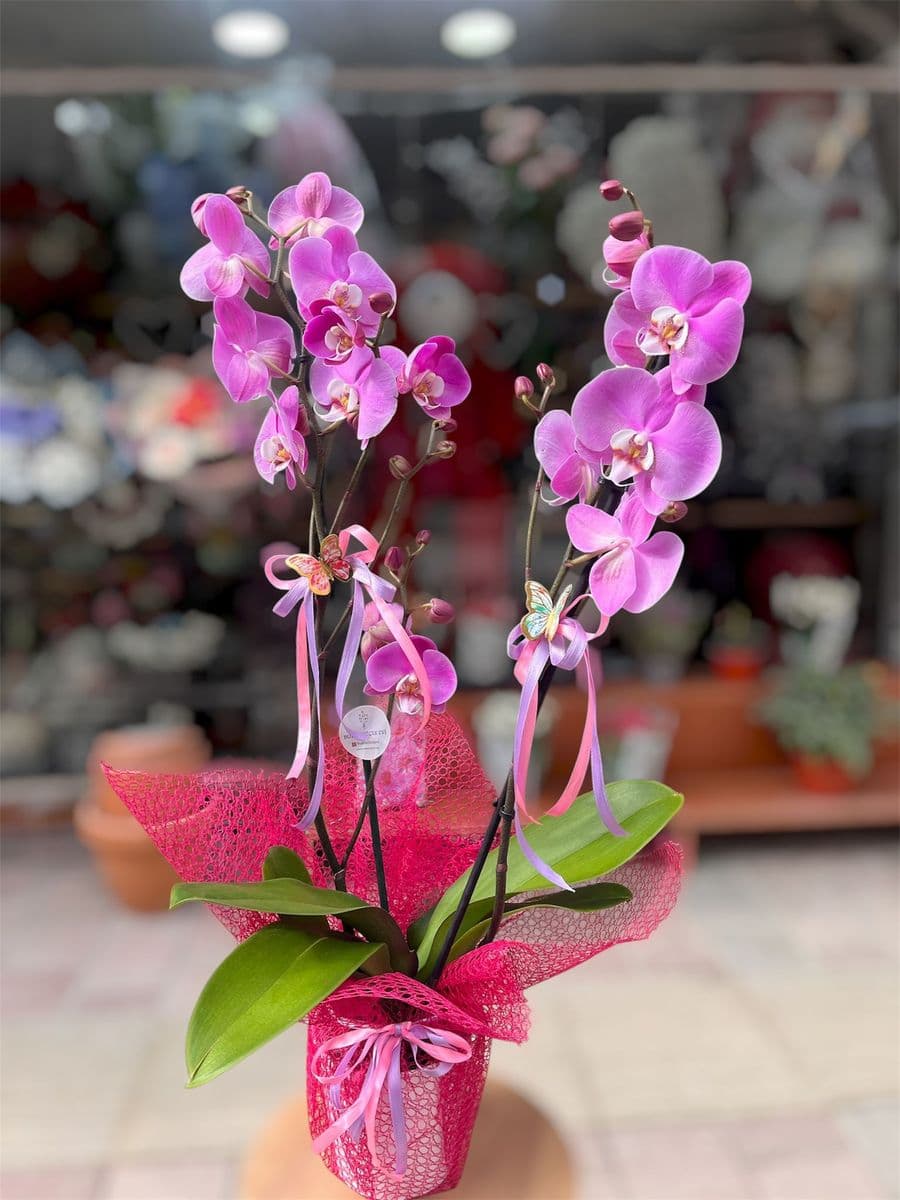 Pembe Lıke Orkide Güzelliği - Küçük Görsel 2