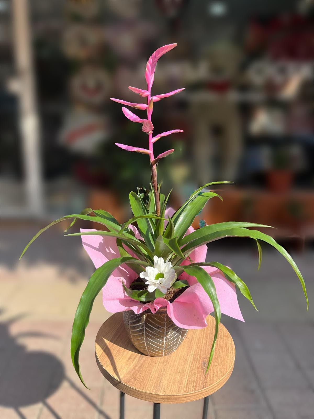 Pembe Tillandsia  - Küçük Görsel 2