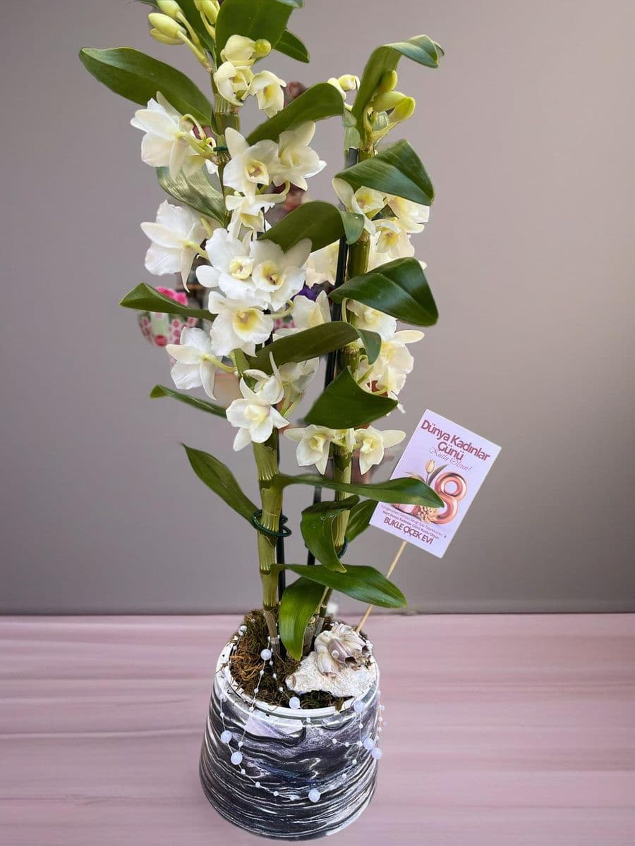 Denderıum Asaleti - Görsel 1