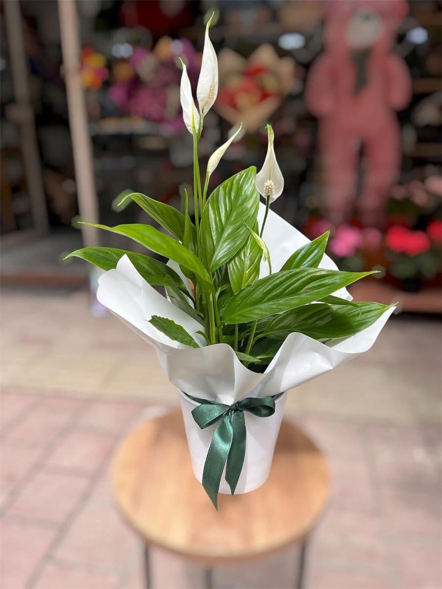 Barış Çiçeği Spati - Görsel 1