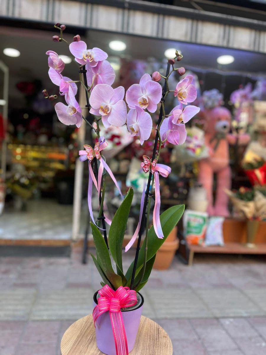 Çift Dallı Pembe Orkide - Küçük Görsel 2