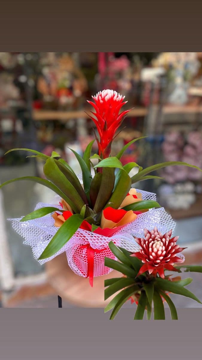 Guzmania Hope Kırmızı - Görsel 1