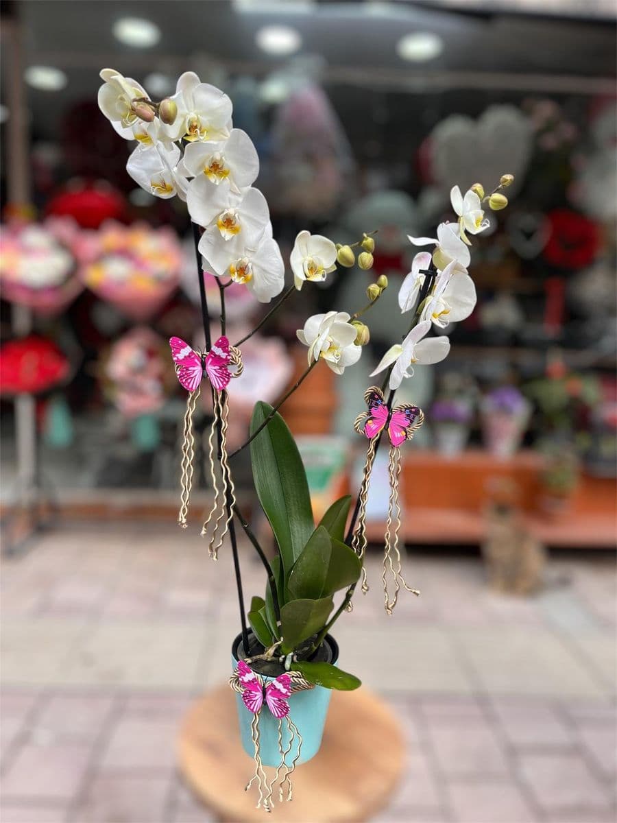  Çift Dallı Beyaz Orkide - Küçük Görsel 2