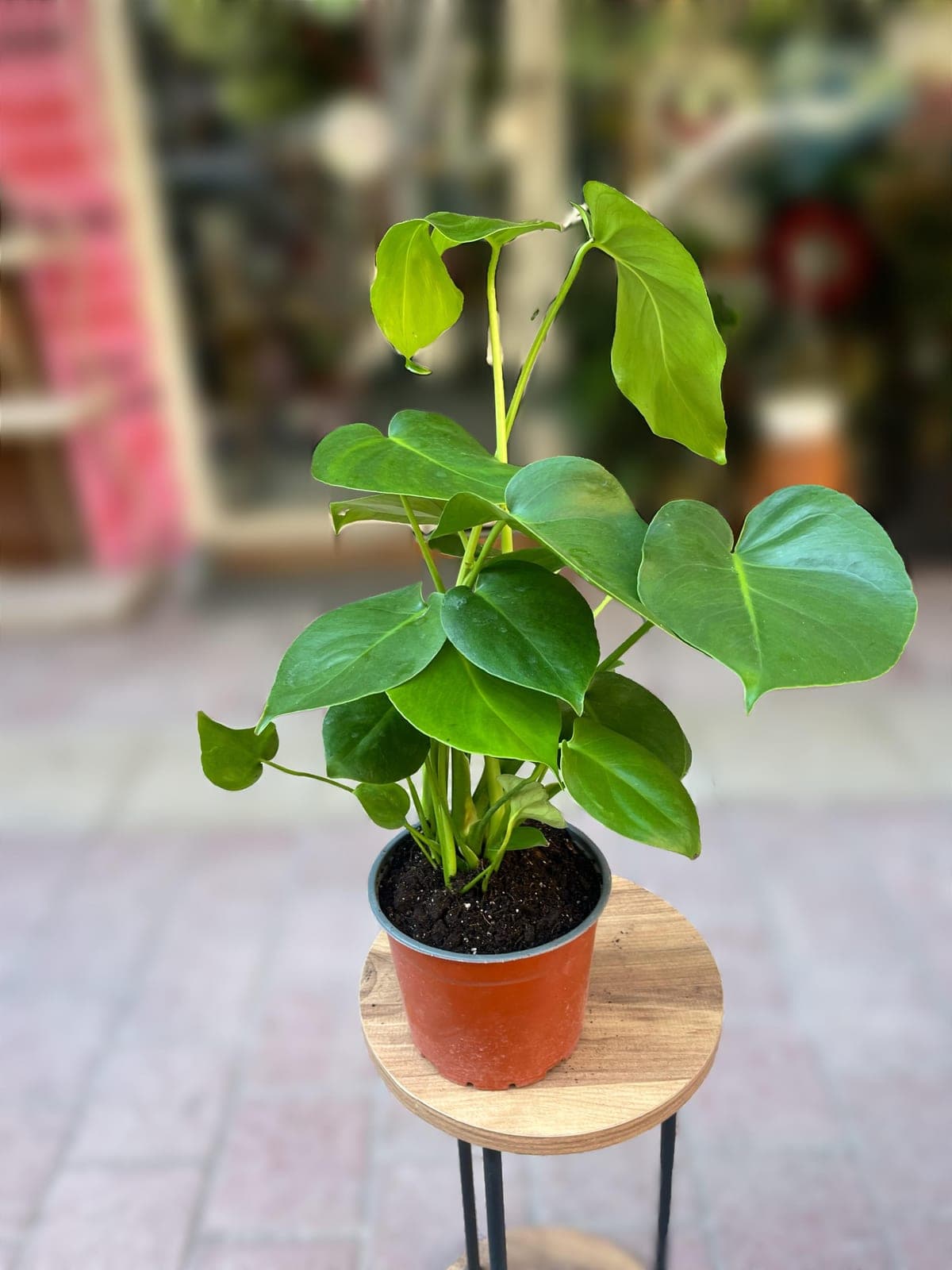Deve Tabanı Monstera