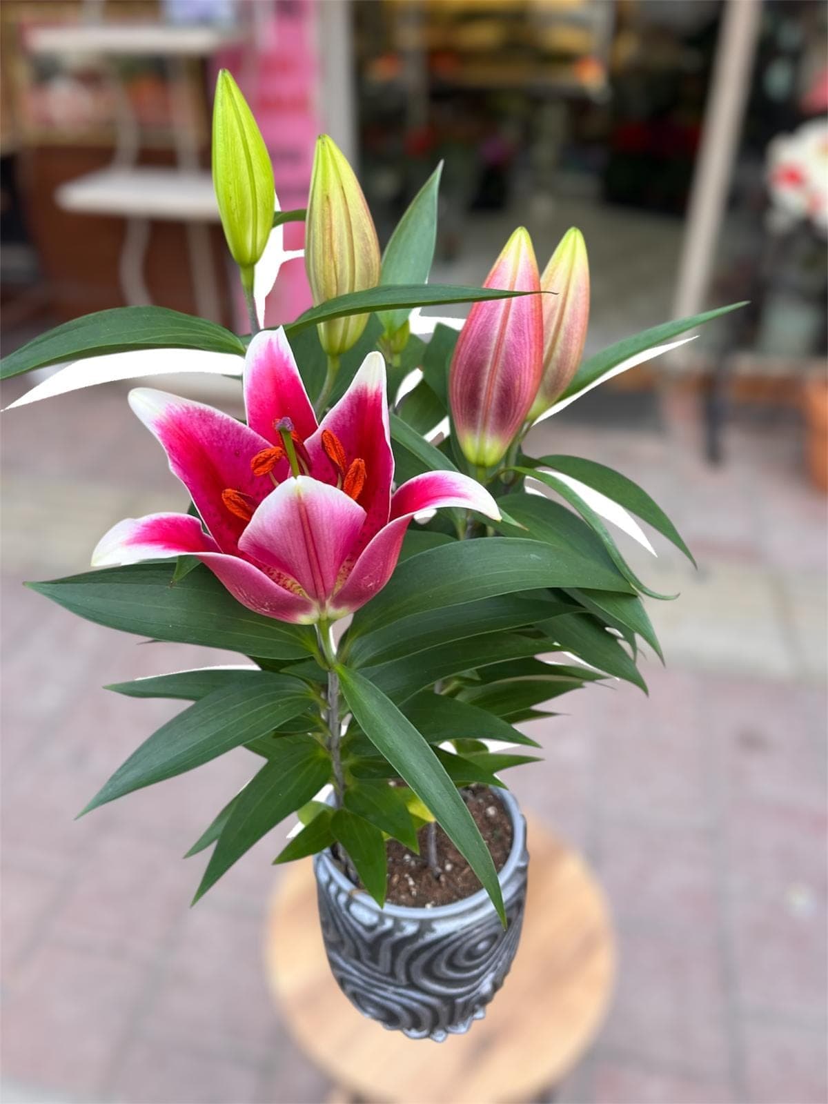 Saksıda Pembe Lilyum - Görsel 1
