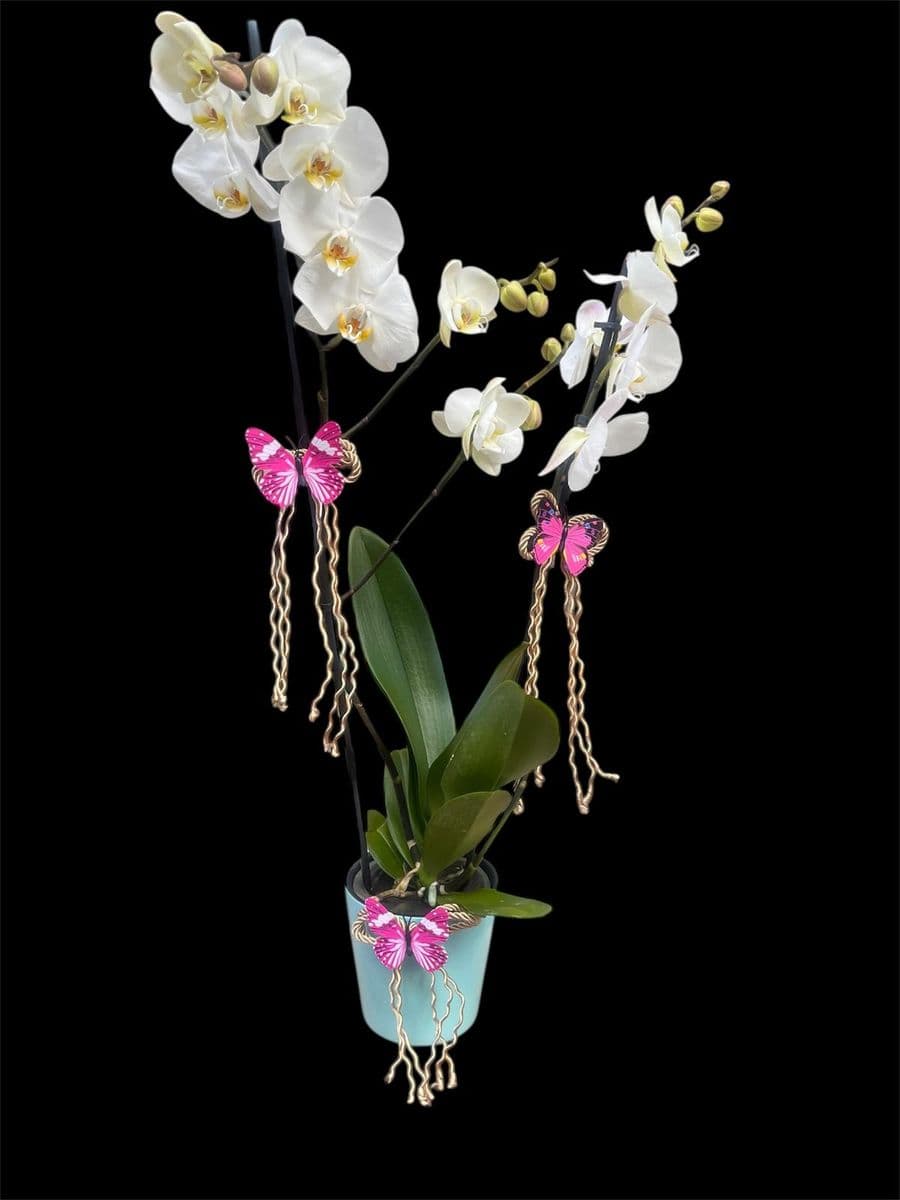  Çift Dallı Beyaz Orkide