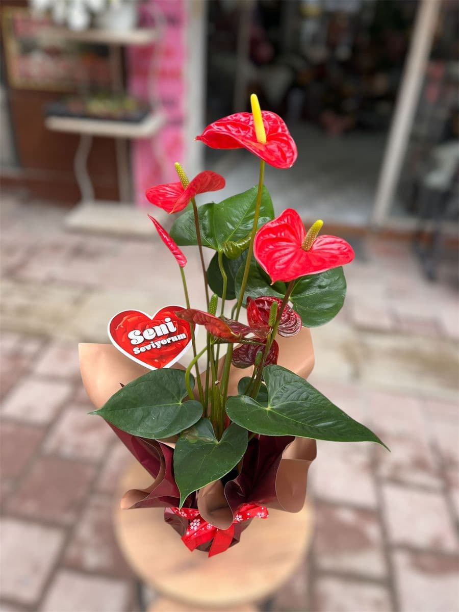 Large Antoryum Asaleti - Küçük Görsel 3